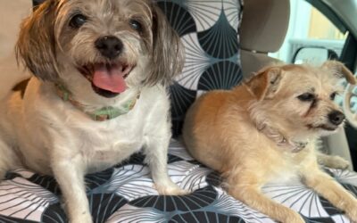 Nomad Travels – Pursuit:  Inspiration